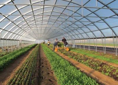 ساخت گلخانه دریایی برای فراوری میوه و سبزی استوایی در جنوب ایران