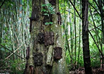رسم عجیب یک قبیله در اندونزی برای تدفین نوزادان مرده در تنه درختان