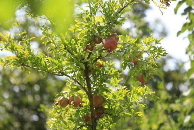 کشت 2136 هکتار باغات مثمر در اراضی شیب دار لرستان کشت 2136 هکتار باغات مثمر در اراضی شیب دار لرستان