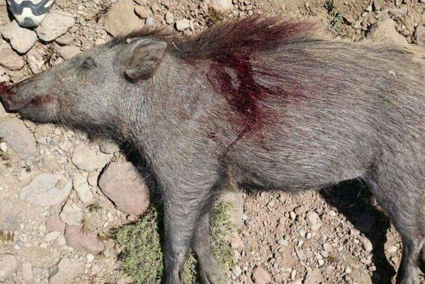 شکارچی گراز دستگیر شد، شکار بی ضابطه گراز تهدیدی برای پلنگ شکارچی گراز دستگیر شد، شکار بی ضابطه گراز تهدیدی برای پلنگ هاست