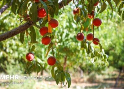 محلول افزایش ماندگاری میوه تا دو برابر تولید شد