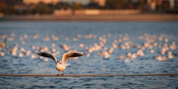 شناسایی 114 گونه پرنده مهاجر در دریاچه شهدای خلیج فارس
