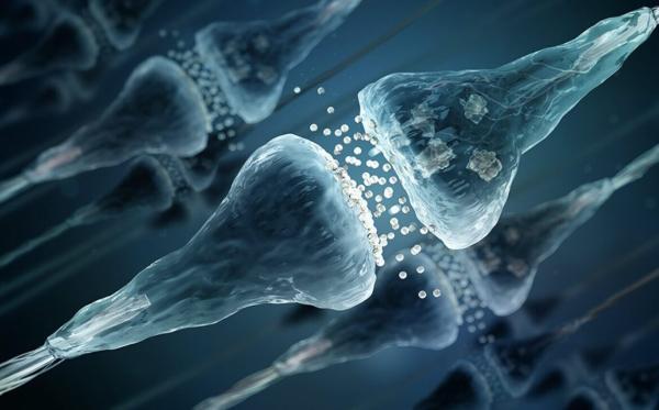 یک کشف شگفت انگیز؛ وجود میلیون ها سیناپس خاموش در مغز انسان