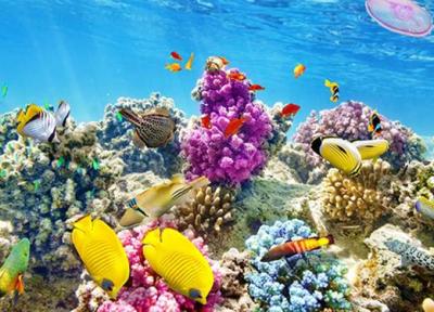 عجایب و شگفتی های دنیای زیر آب