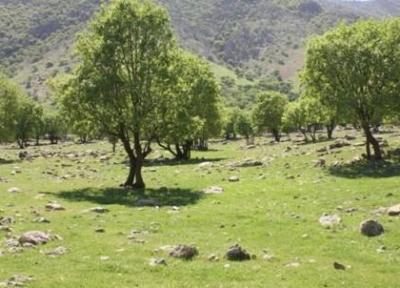 برای بهبود سلامت روان در جنگل قدم بزنید