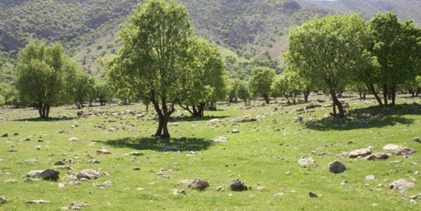 برای بهبود سلامت روان در جنگل قدم بزنید برای بهبود سلامت روان در جنگل قدم بزنید